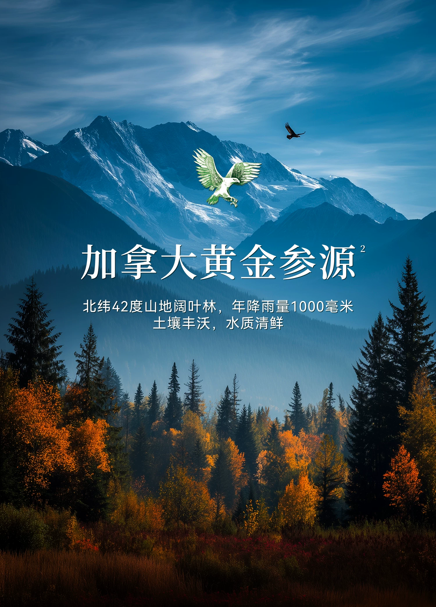 【爆款必抢】鹰牌花旗参茶西洋参茶3g*40包/盒皂苷官方旗舰正品 7
